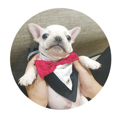 Dog Triangle Bandana Saliva Towel